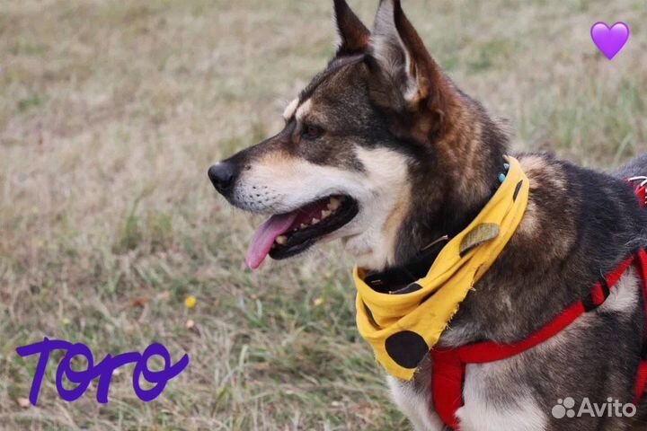 Молодой пёс из приюта ищет хозяина