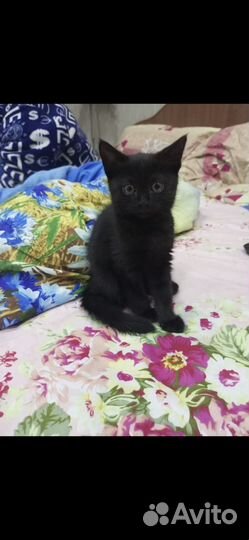 Отдам котенка в добрые руки