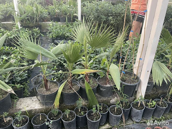 Пальма Вашингтония