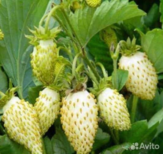 Отводки виктории