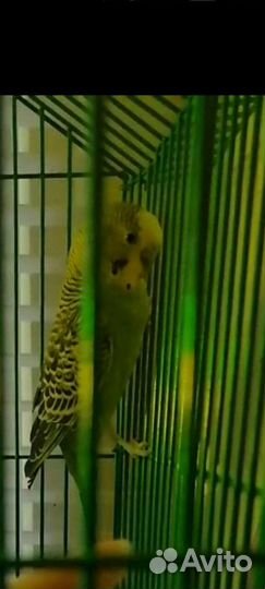 Клетка для птиц