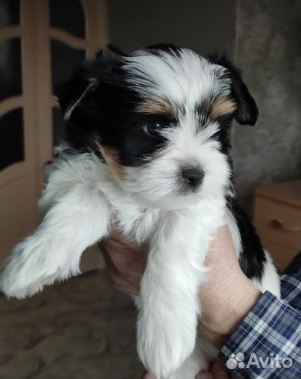 Щенок бивер йорка