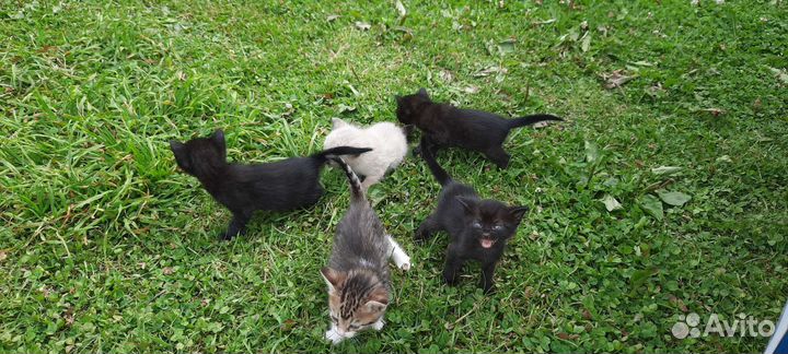 Чёрные котята бесплатно