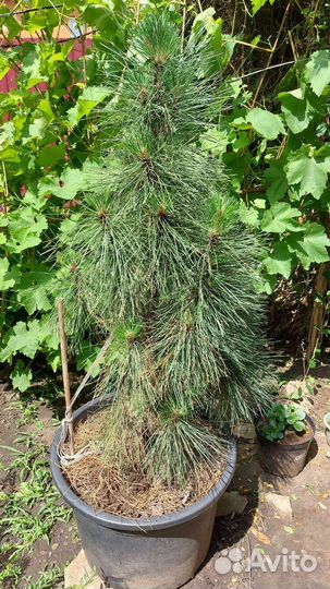 Декоративные растения для сада