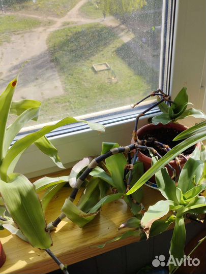 Цветок золотой ус