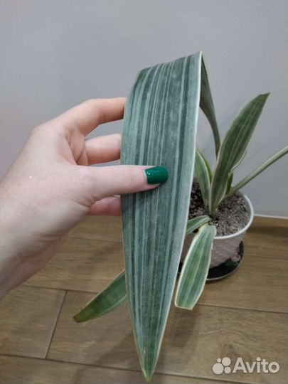 Сансевиерия манолин