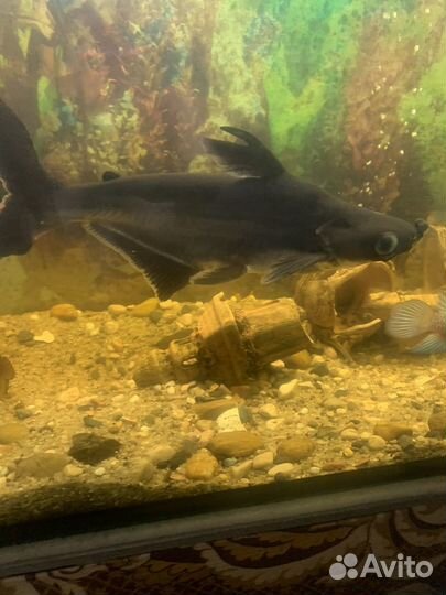 Рыба Акулий сом