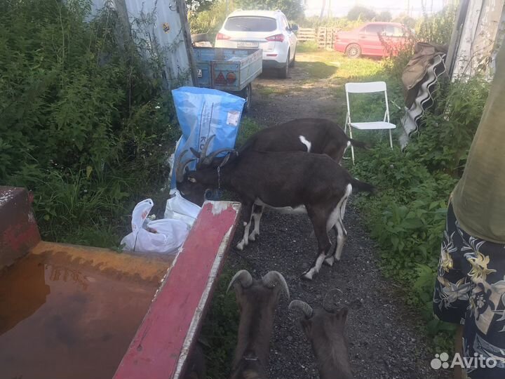 Козы ламанчи и козел