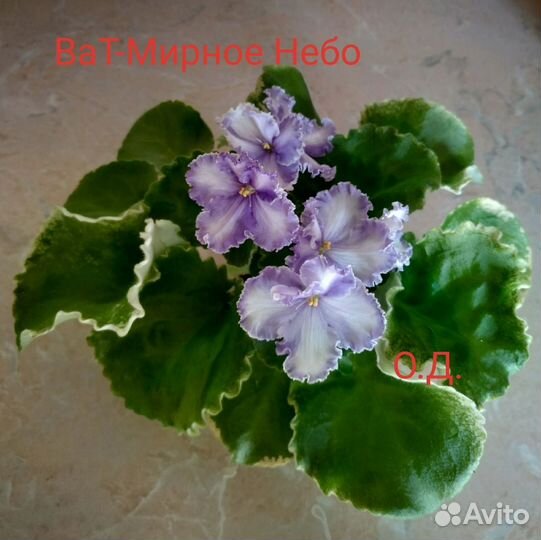 Детки фиалок и взрослые цветущие растения