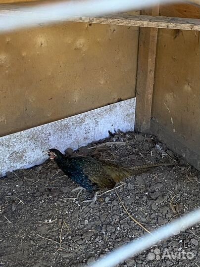 Павлины фазаны