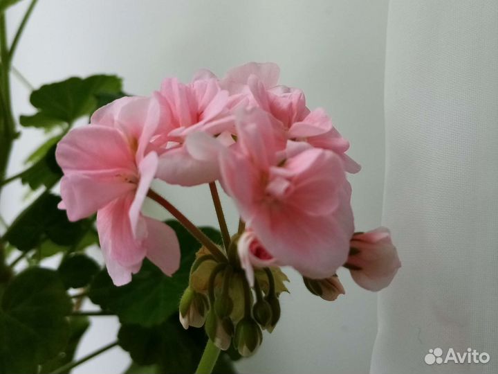 Герани : красная, розовая, алая