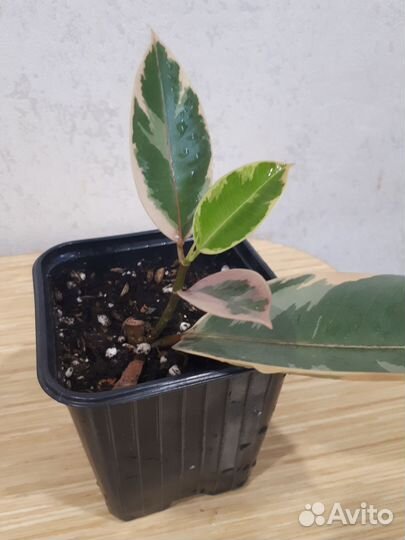 Фикус белиз