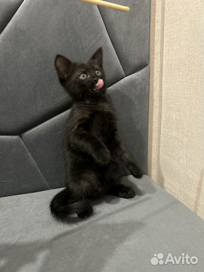 Котик в добрые ручки
