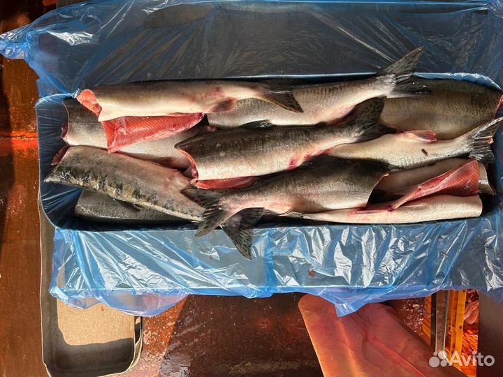 Свежемороженая рыба. Рыба оптом. Свежий улов