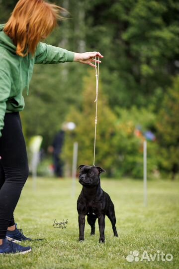 Стаффордширский бультерьер щенки