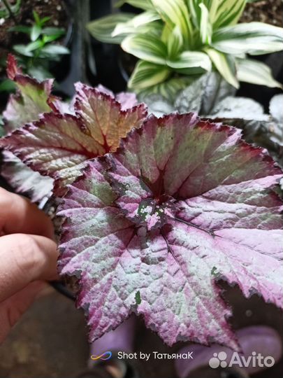 Бегония декоративно лиственная