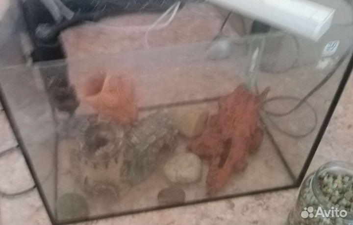 Экосистема и Дельфины в аквариуме 60л