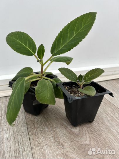 Глоксиния тидея