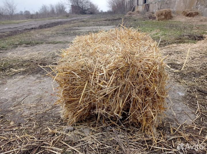 Солома пшеничная в тюках