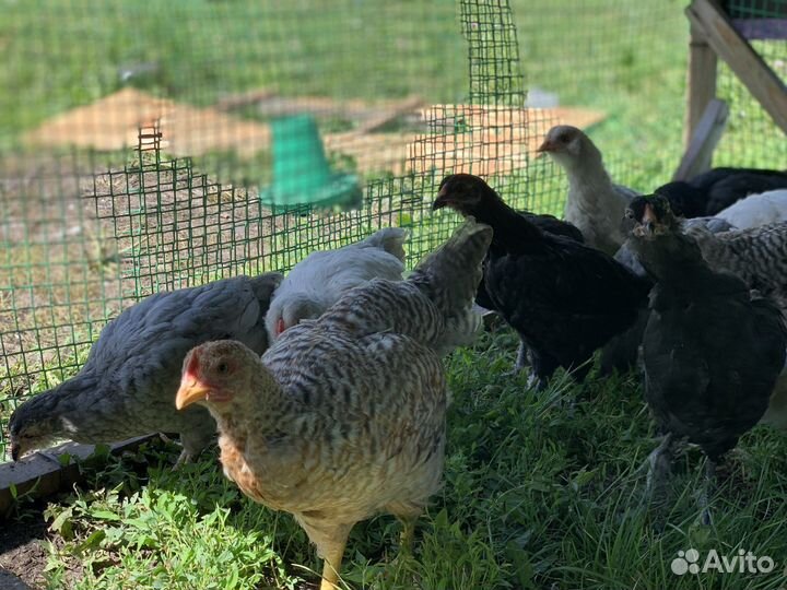 Цыплята породистые