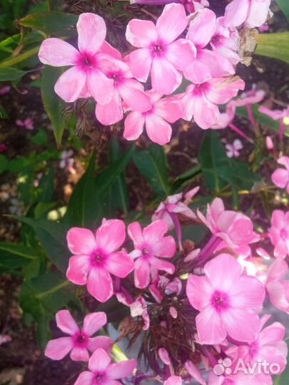 Флоксы Капитан и другие