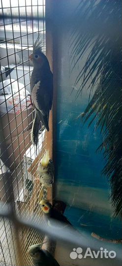 Птенцы корелл