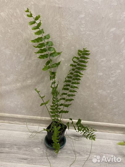 Папоротники