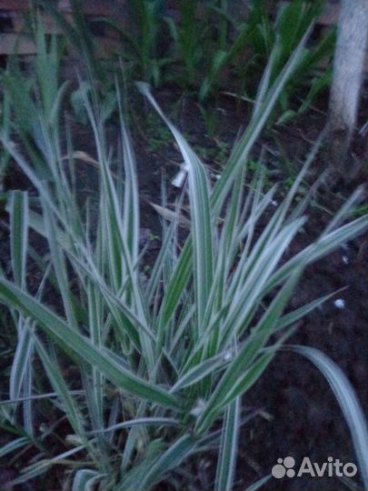 Нарциссы,тюльпаны и др.многолетники.Дост.беспл