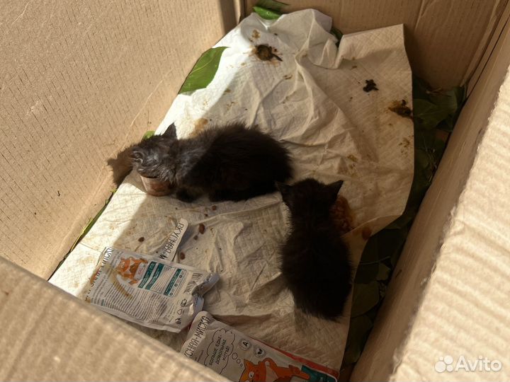 Кот и кошка чёрные