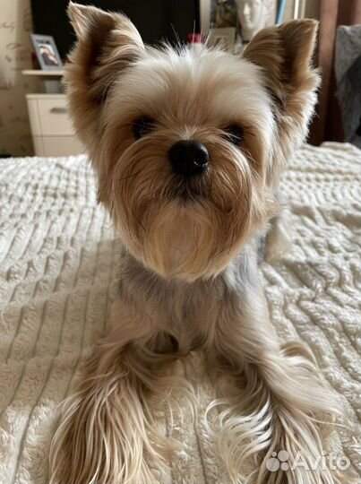 Вязка Йоркширской Терьер