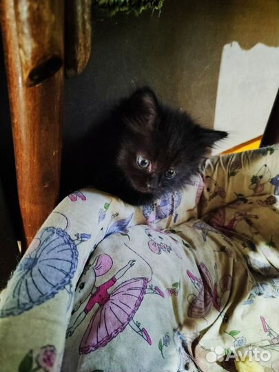 Котята от домашней кошки в добрые руки