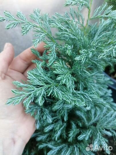 Кипарисовик Булевард горохоплодный