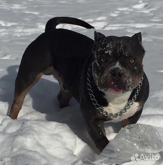 Американский Булли,вязка