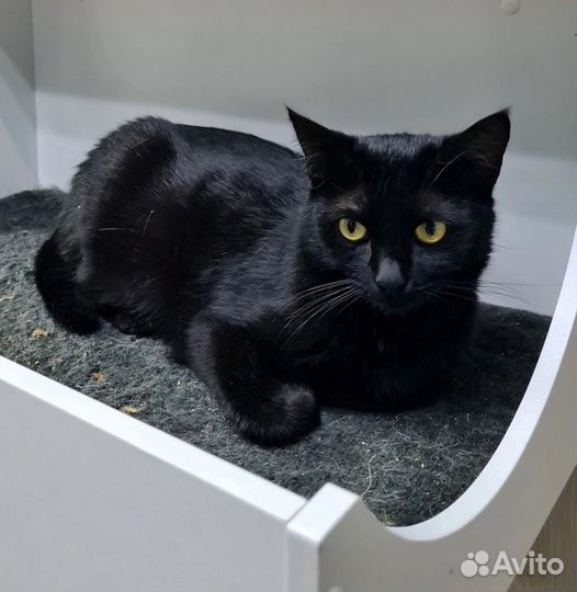 Мандрагора