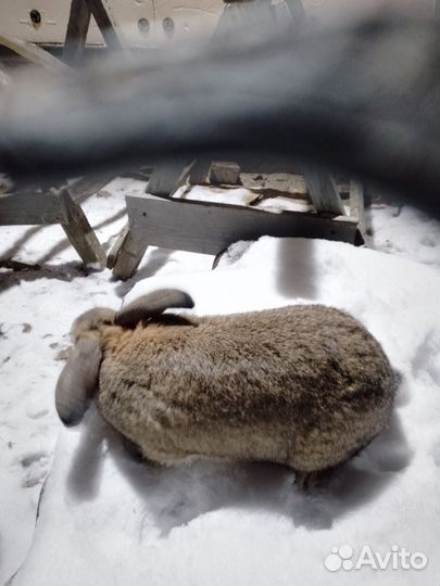 Кролик самец