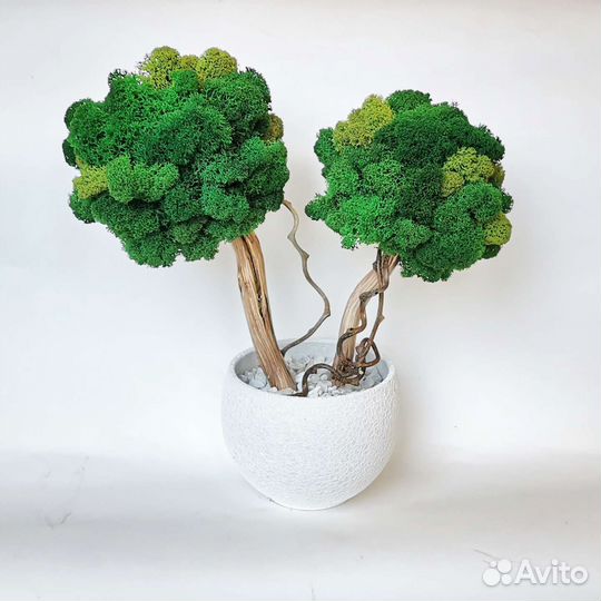 Дерево из стабилизированного мха