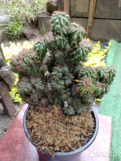 Флорариум суккуленты