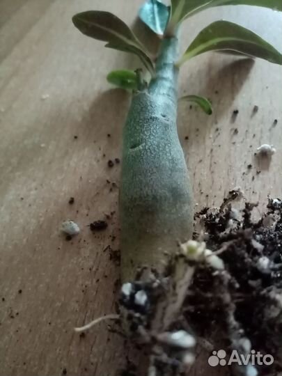 Адениум обесум