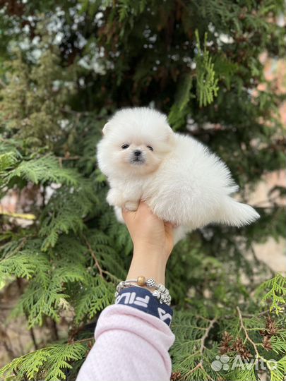 Померанский шпиц крошка на ладошке