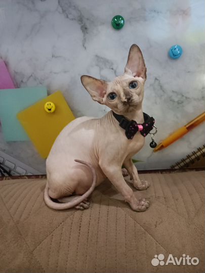 Канадский сфинкс