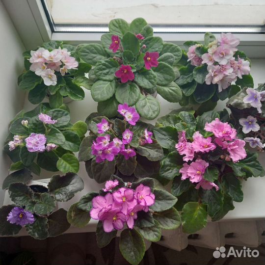 Фиалки сортовые