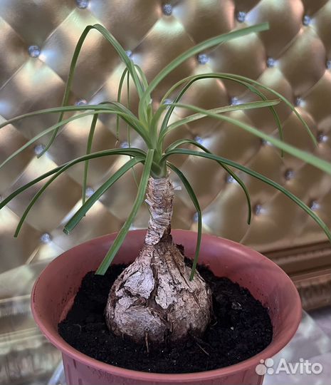 Нолина(Бокарнея)