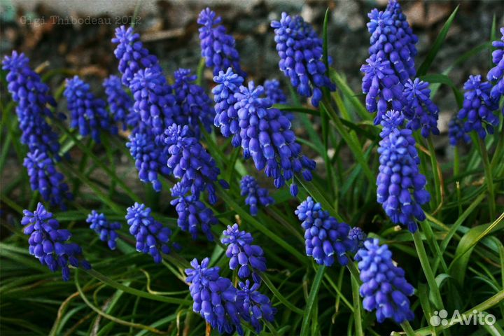 Мускарики, птицемлечники и крокусы