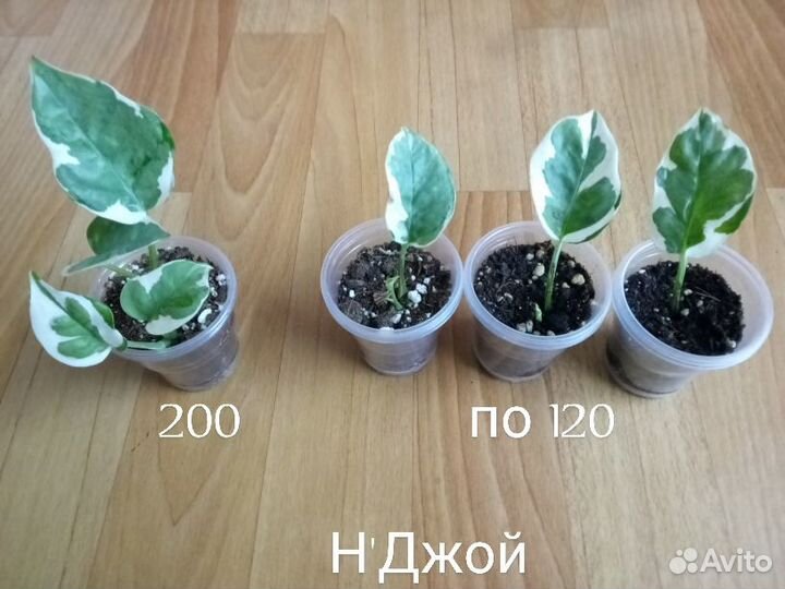 Сциндапсусы, эпипремнумы часть 1