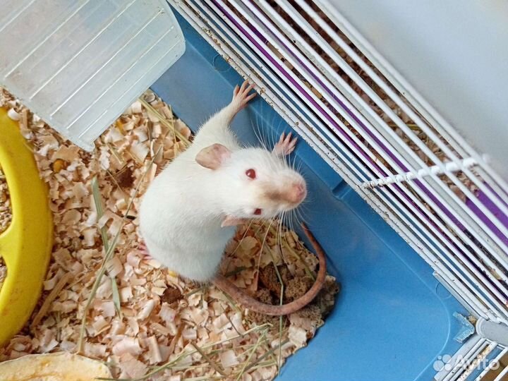 Крыса, крысята