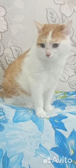 Котик ласковый ручной
