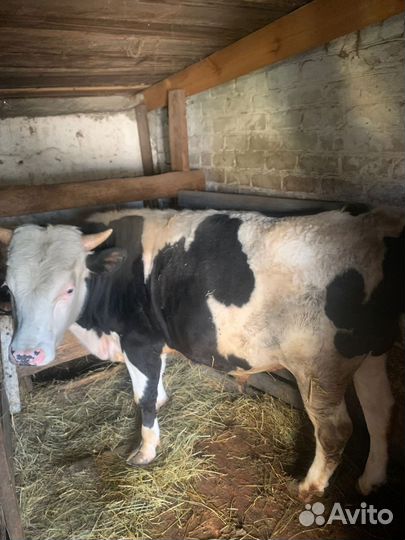 Быки, телка