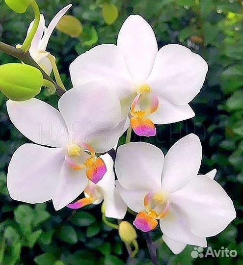 Хатуюки редкий сорт