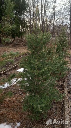 Саженцы пихты бальзамической