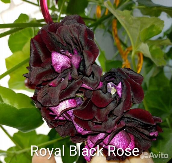 Плющелистная пеларгония 'Royal Black Rose'